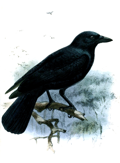 Crow by John Gerrard Keulemans, common domain