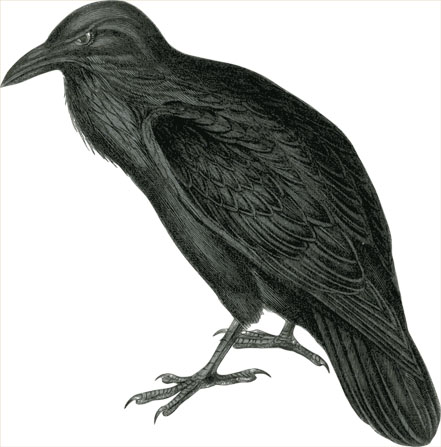 Crow, public domain