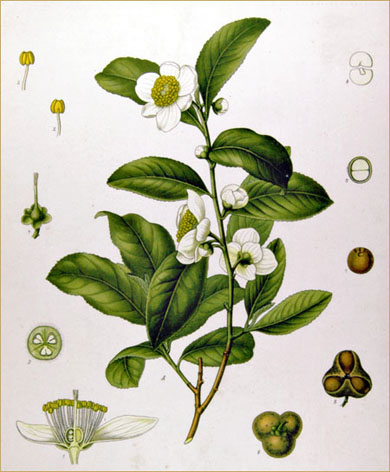 Tea plant (Camellia sinensis) from K怀hler's Medicinal Plants, 1897