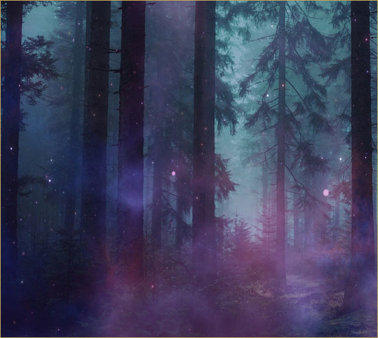 Forest image. CCO.